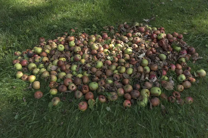 Gerahmter Druck : Fallendes Obst, Apfelbaum (Malus) auf dem Rasen. Gerahmter Druck : Fallendes Obst, Apfelbaum (Malus) auf dem Rasen.