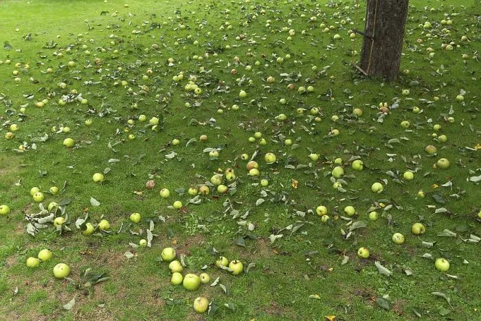 Gerahmter Druck : Abgefallenes Obst, Apfelbaum (Malus) auf dem Rasen Gerahmter Druck : Abgefallenes Obst, Apfelbaum (Malus) auf dem Rasen