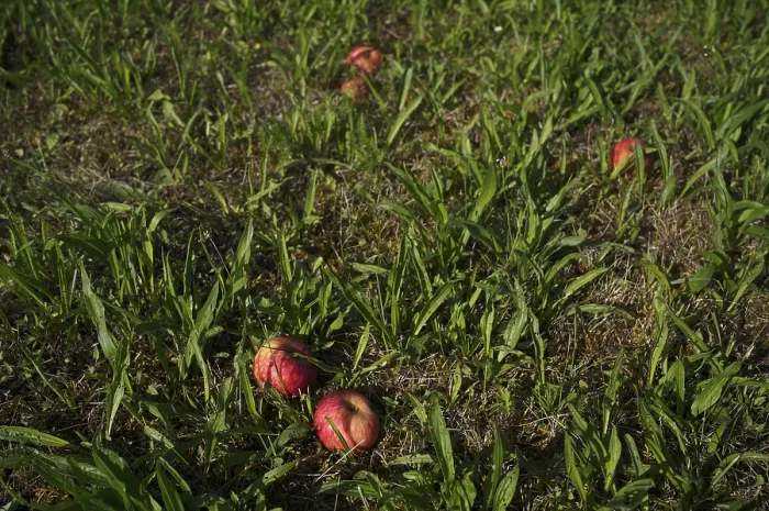 Gerahmter Druck : Falle Früchte, Apfelbaum, rote Äpfel. Gerahmter Druck : Falle Früchte, Apfelbaum, rote Äpfel.