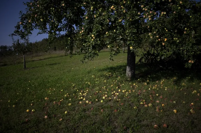 Gerahmter Druck : Fallendes Obst, Apfelbaum, gelbe Äpfel. Gerahmter Druck : Fallendes Obst, Apfelbaum, gelbe Äpfel.