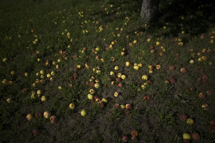Gerahmter Druck : Fallendes Obst, Apfelbaum, gelbe Äpfel. Gerahmter Druck : Fallendes Obst, Apfelbaum, gelbe Äpfel.