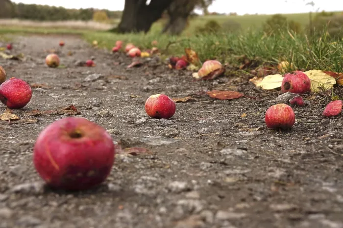 Gerahmter Druck : Fallendes Obst, Herbstzeit, Deutschland. Gerahmter Druck : Fallendes Obst, Herbstzeit, Deutschland.