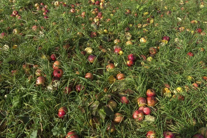 Gerahmter Druck : Fallendes Obst im Gras, Äpfel (Malus). Gerahmter Druck : Fallendes Obst im Gras, Äpfel (Malus).