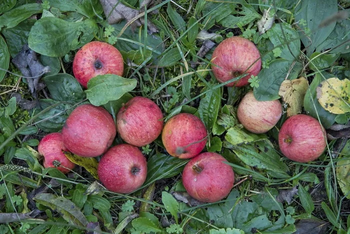 Gerahmter Druck : Abgefallene Äpfel im Gras Gerahmter Druck : Abgefallene Äpfel im Gras