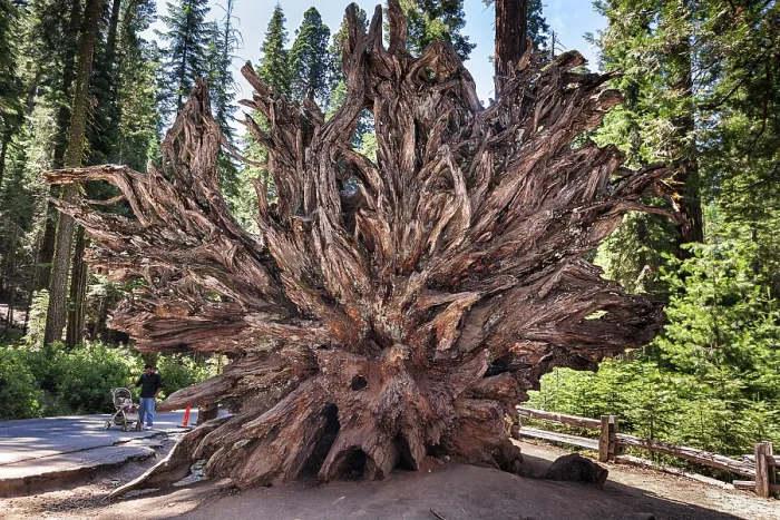 Gerahmter Druck : Fällender Monarch, Wurzel der Sequoia (Sequoioideae) Gerahmter Druck : Fällender Monarch, Wurzel der Sequoia (Sequoioideae)