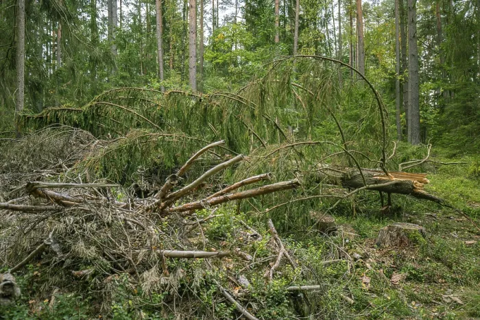 Gerahmter Druck : Gefallener Baum, Blockheide, Niederösterreich, Österreich. Gerahmter Druck : Gefallener Baum, Blockheide, Niederösterreich, Österreich.