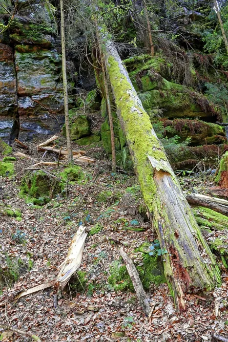 Gerahmter Druck : Ein umgefallener Baum, Windbruch, Uttewalder Grund. Gerahmter Druck : Ein umgefallener Baum, Windbruch, Uttewalder Grund.