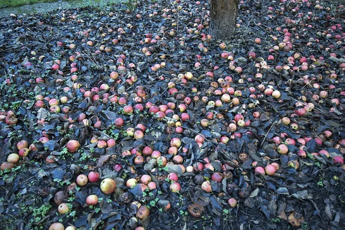 Gerahmter Druck : Fällende Früchte, Äpfel (Malus) in Blättern unter einem Apfelbaum. Gerahmter Druck : Fällende Früchte, Äpfel (Malus) in Blättern unter einem Apfelbaum.