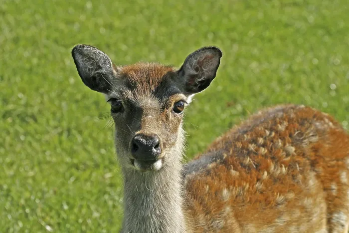 Gerahmter Druck : Fahler Hirsch im Herbst Gerahmter Druck : Fahler Hirsch im Herbst