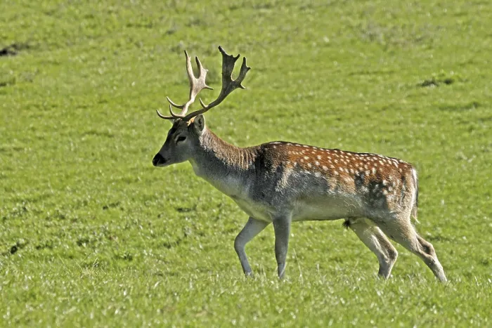 Gerahmter Druck : Fällt Hirsch (Cervus dama) Gerahmter Druck : Fällt Hirsch (Cervus dama)