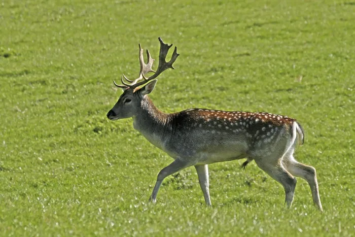 Gerahmter Druck : Falscher Hirsch (Cervus dama) Gerahmter Druck : Falscher Hirsch (Cervus dama)