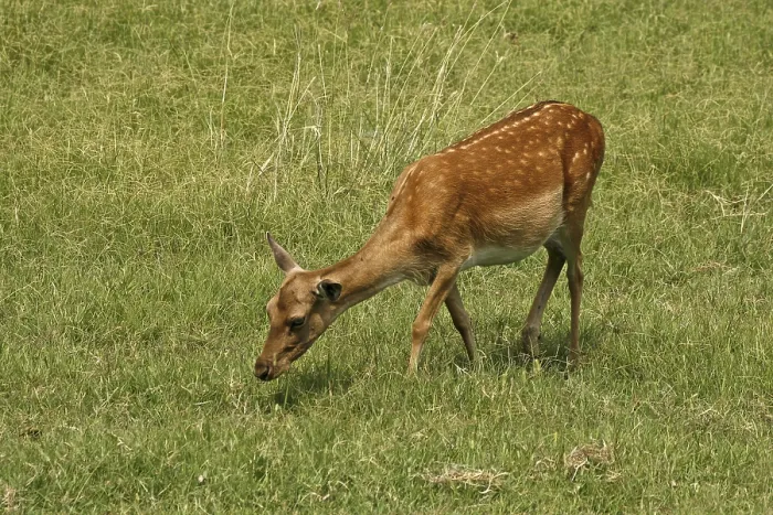 Gerahmter Druck : Falscher Hirsch (Cervus dama) Gerahmter Druck : Falscher Hirsch (Cervus dama)
