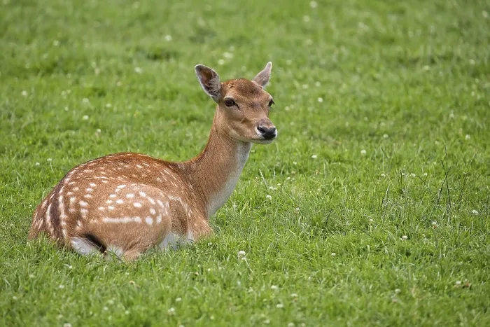 Gerahmter Druck : Hirsch ruht in einem Waldlichtung Gerahmter Druck : Hirsch ruht in einem Waldlichtung