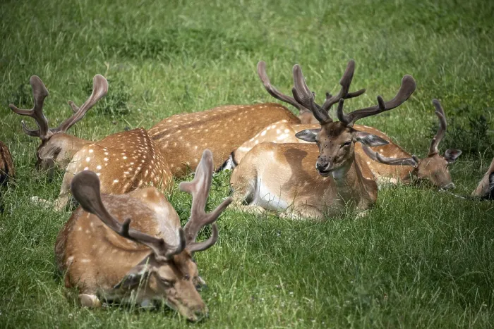 Gerahmter Druck : Hirsch, Tierpark Ivenack, Ivenacker Eichen Gerahmter Druck : Hirsch, Tierpark Ivenack, Ivenacker Eichen