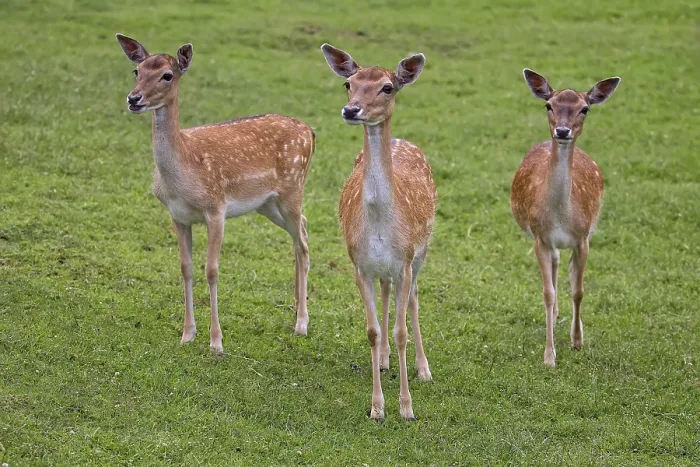 Gerahmter Druck : Fawne in einer Lichtung im freien. Gerahmter Druck : Fawne in einer Lichtung im freien.
