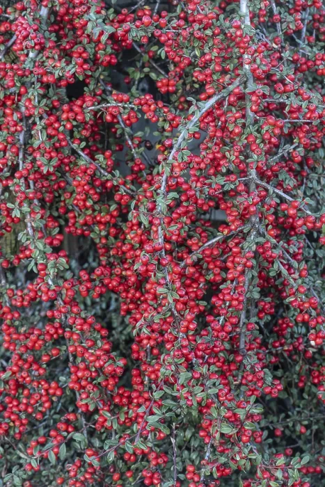 Gerahmter Druck : Federförmiger Zierkirschenstrauch (Cotoneaster horizontalis) Gerahmter Druck : Federförmiger Zierkirschenstrauch (Cotoneaster horizontalis)