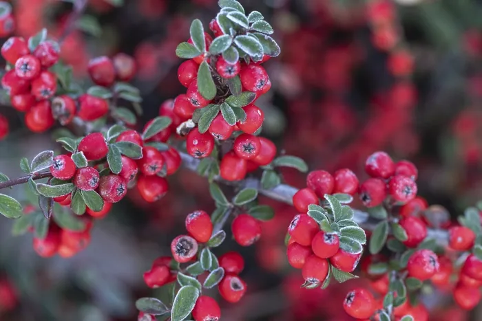 Gerahmter Druck : Federförmiger Zierkirschen (Cotoneaster horizontalis) Gerahmter Druck : Federförmiger Zierkirschen (Cotoneaster horizontalis)