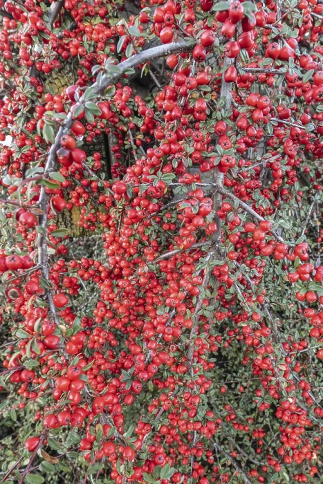 Gerahmter Druck : Federförmiger Zierkirschenstrauch (Cotoneaster horizontalis)
