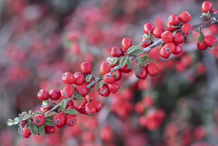 Gerahmter Druck : Bogenförmiger Zottigstrauch (Cotoneaster horizontalis)