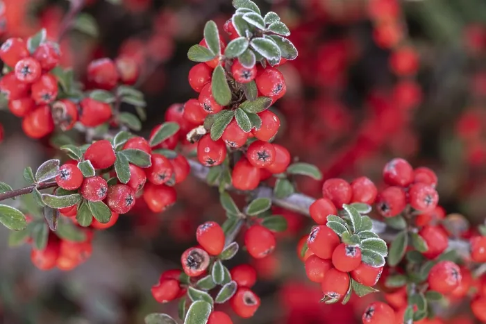 Gerahmter Druck : Federförmiger Zierkirschenstrauch (Cotoneaster horizontalis) Gerahmter Druck : Federförmiger Zierkirschenstrauch (Cotoneaster horizontalis)
