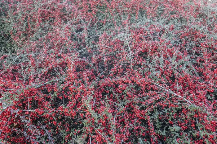 Gerahmter Druck : Federförmiger Zierkirschen (Cotoneaster horizontalis)