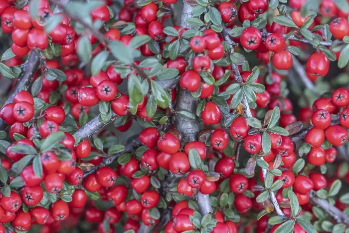 Gerahmter Druck : Federwedel-Kotoneaster (Cotoneaster horizontalis) Gerahmter Druck : Federwedel-Kotoneaster (Cotoneaster horizontalis)