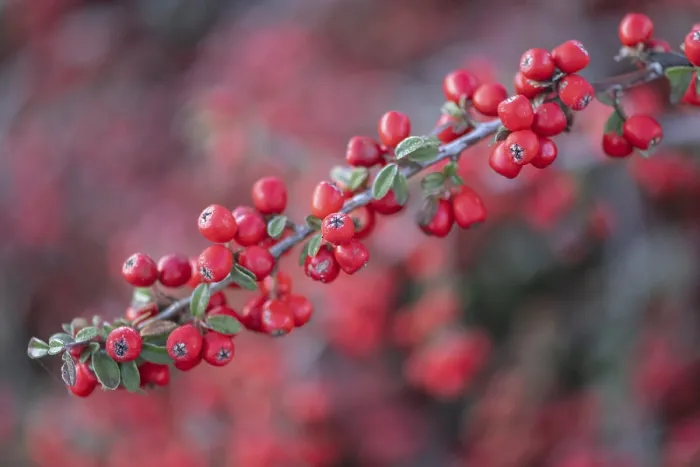 Gerahmter Druck : Bogenförmiger Zottigstrauch (Cotoneaster horizontalis)