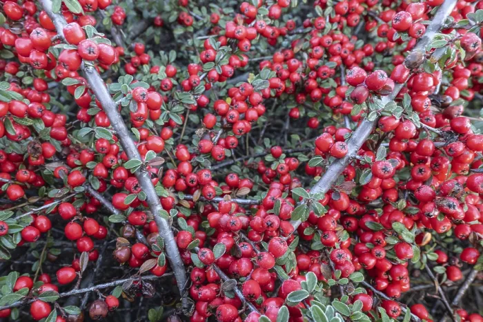 Gerahmter Druck : Federförmiger Zierkirschen (Cotoneaster horizontalis) Gerahmter Druck : Federförmiger Zierkirschen (Cotoneaster horizontalis)