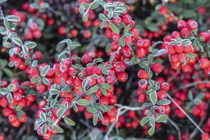 Gerahmter Druck : Bogenförmiger Zierkirschen (Cotoneaster horizontalis) Gerahmter Druck : Bogenförmiger Zierkirschen (Cotoneaster horizontalis)
