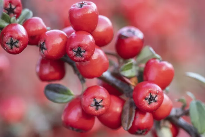 Gerahmter Druck : Federwedel-Kotoneaster (Cotoneaster horizontalis) Gerahmter Druck : Federwedel-Kotoneaster (Cotoneaster horizontalis)