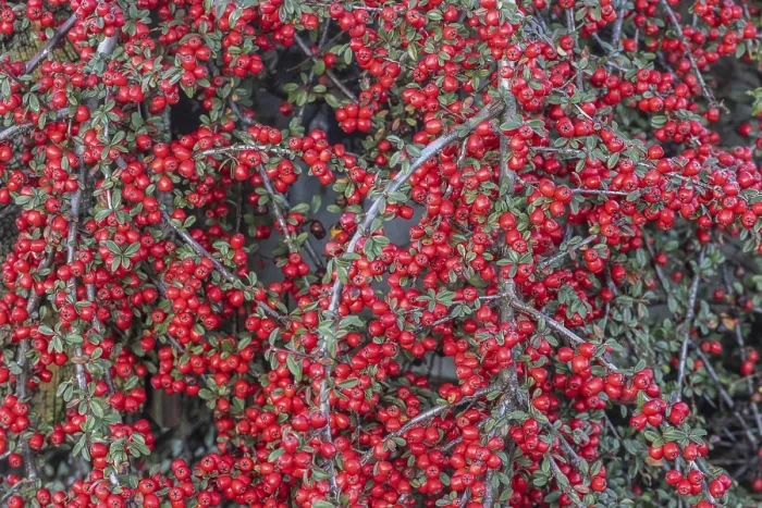 Gerahmter Druck : Federförmiger Zierkirschen (Cotoneaster horizontalis) Gerahmter Druck : Federförmiger Zierkirschen (Cotoneaster horizontalis)