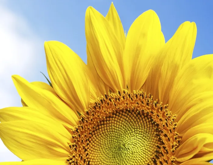 Gerahmter Druck : Fantastischer Sonnenblume. Gerahmter Druck : Fantastischer Sonnenblume.
