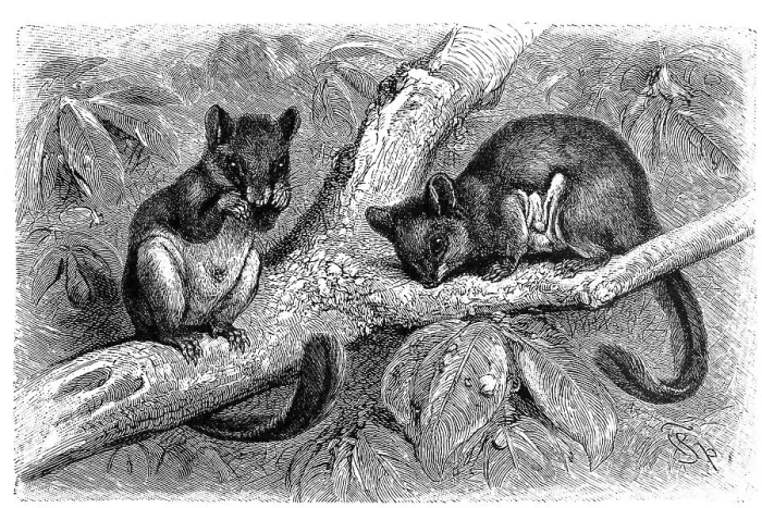 Gerahmter Druck : Federhaarmühlchen (Acrobates pygmaeus) Gerahmter Druck : Federhaarmühlchen (Acrobates pygmaeus)