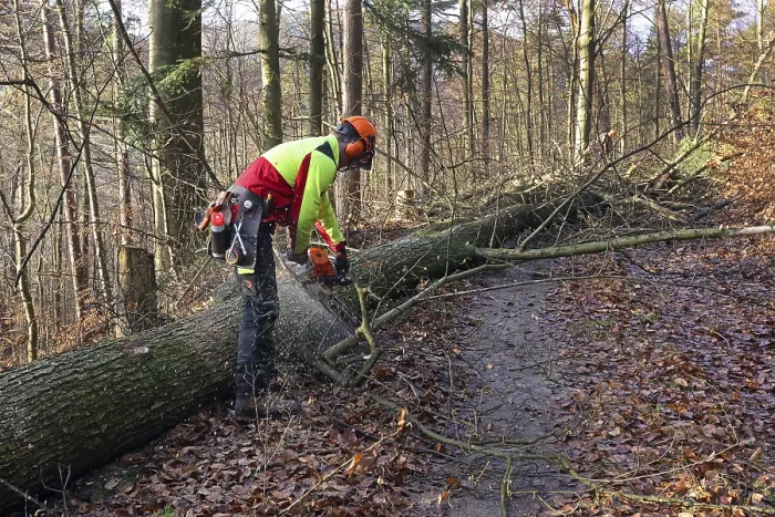 Gerahmter Druck : Ein Baum fällen. Gerahmter Druck : Ein Baum fällen.