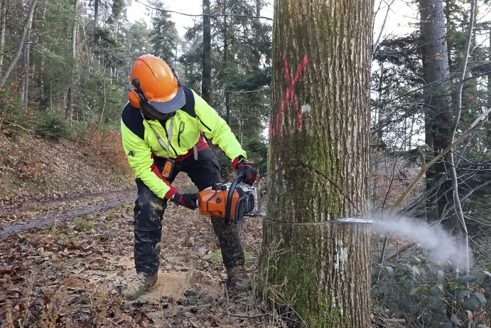 Gerahmter Druck : Ein Baum fällen. Gerahmter Druck : Ein Baum fällen.