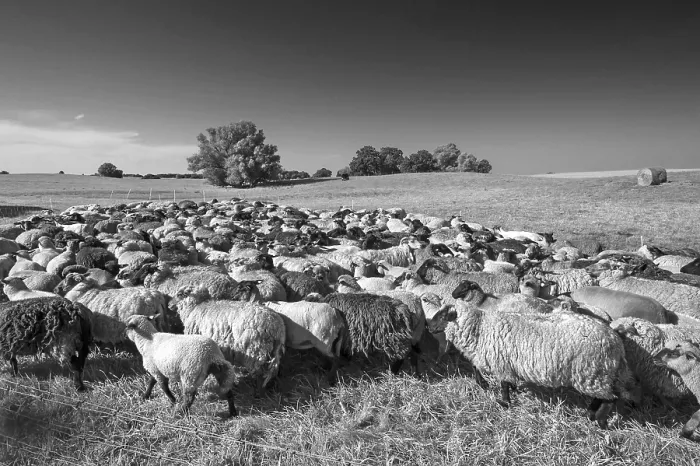Gerahmter Druck : Gesäuertes Schaf im Weidegelände. Gerahmter Druck : Gesäuertes Schaf im Weidegelände.