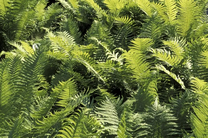 Gerahmter Druck : Fern Gerahmter Druck : Fern