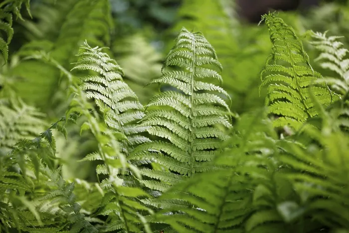Gerahmter Druck : Fern Gerahmter Druck : Fern