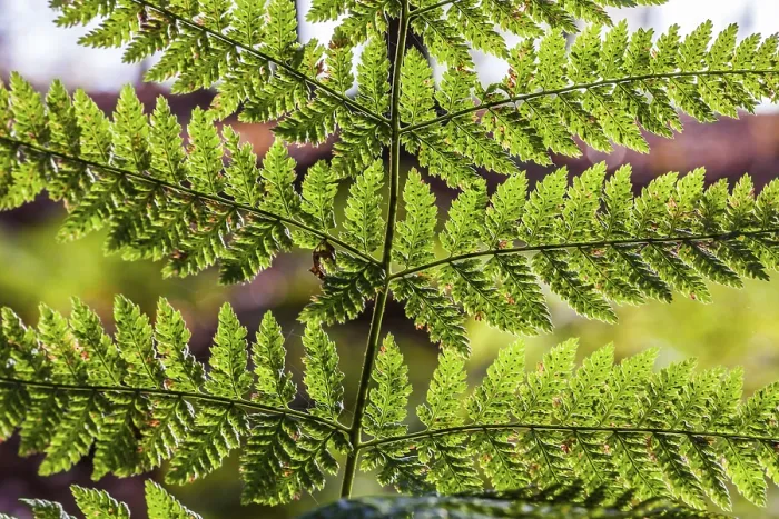 Gerahmter Druck : Fern Gerahmter Druck : Fern