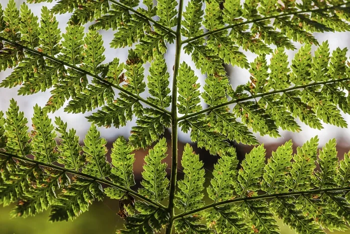 Gerahmter Druck : Fern Gerahmter Druck : Fern