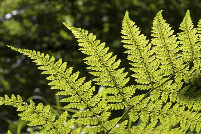 Gerahmter Druck : Fern in Hintergrundlicht, Nahansicht, Oberbayern. Gerahmter Druck : Fern in Hintergrundlicht, Nahansicht, Oberbayern.