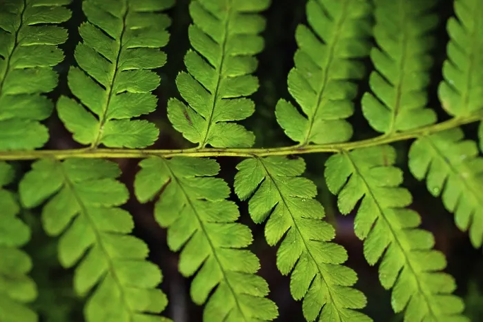 Gerahmter Druck : Fern auf Waldboden, Schwarzwald. Gerahmter Druck : Fern auf Waldboden, Schwarzwald.
