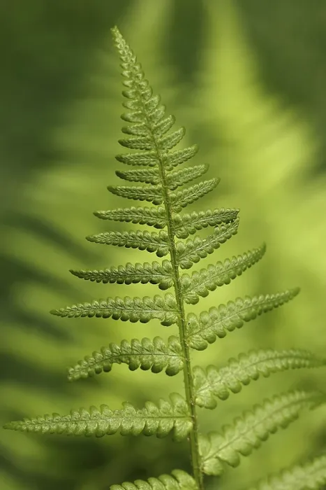 Gerahmter Druck : Fernfrond Gerahmter Druck : Fernfrond