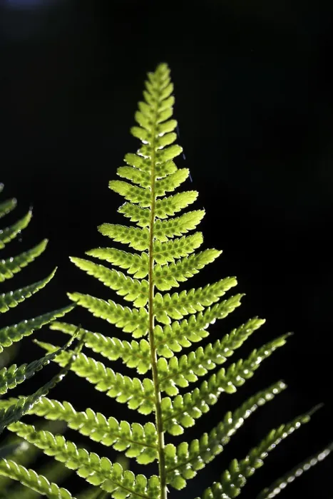 Gerahmter Druck : Fernfrond in Rücklicht. Gerahmter Druck : Fernfrond in Rücklicht.