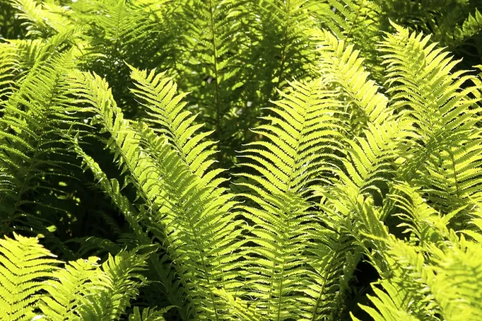 Gerahmter Druck : Fernblätter, von hinten beleuchtet, Thüringen, Deutschland. Gerahmter Druck : Fernblätter, von hinten beleuchtet, Thüringen, Deutschland.