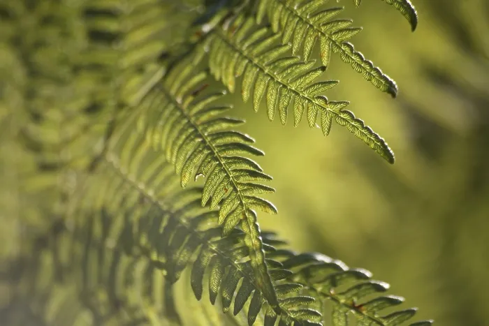 Gerahmter Druck : Fernblätter gegen das Licht. Gerahmter Druck : Fernblätter gegen das Licht.
