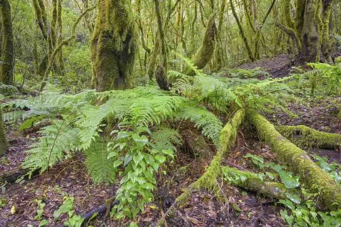 Gerahmter Druck : Mischwald und Laubwald bei El Cedro Gerahmter Druck : Mischwald und Laubwald bei El Cedro