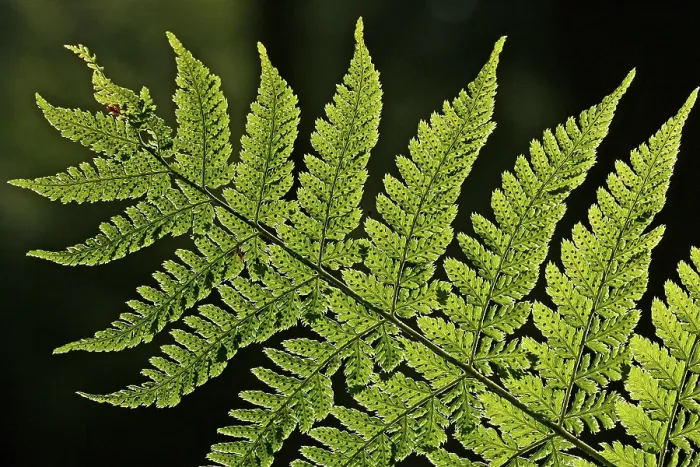 Gerahmter Druck : Fernblatt Gerahmter Druck : Fernblatt