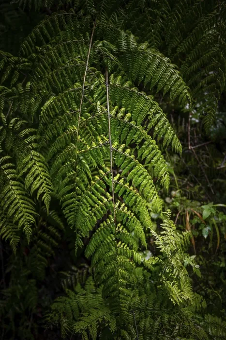 Gerahmter Druck : Fernblatt im Caldeirão Verde Gerahmter Druck : Fernblatt im Caldeirão Verde