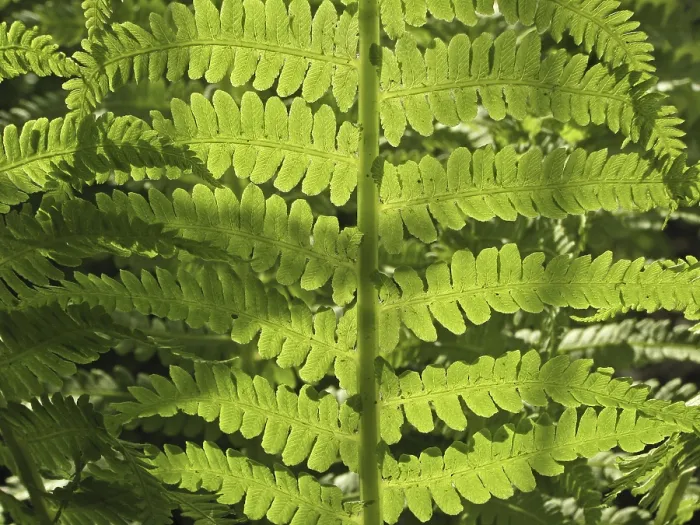 Gerahmter Druck : Fernblatt in Licht Gerahmter Druck : Fernblatt in Licht